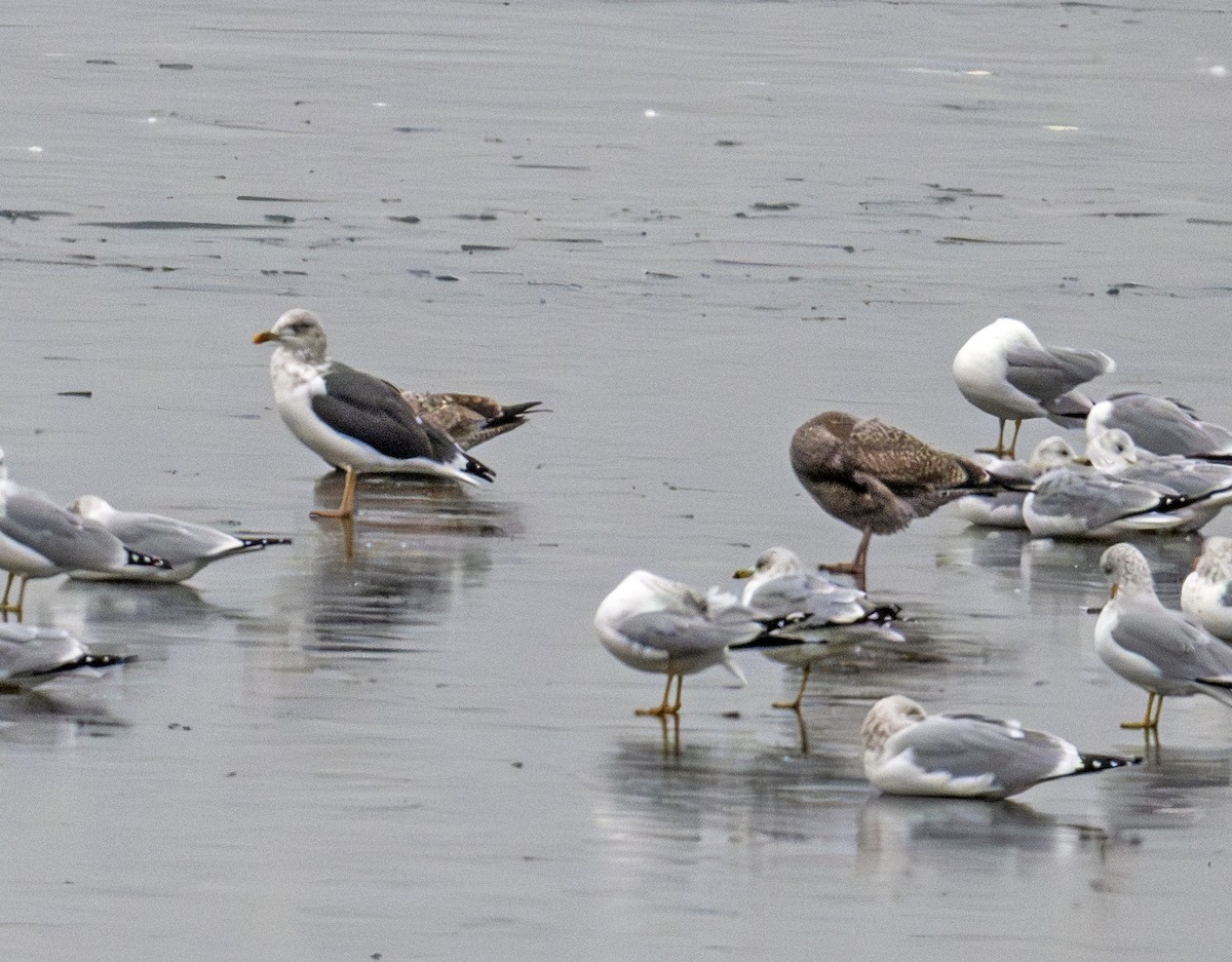 Lesser Black-backed Gull - ML646770579