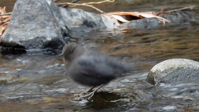 Серая оляпка - ML646770580