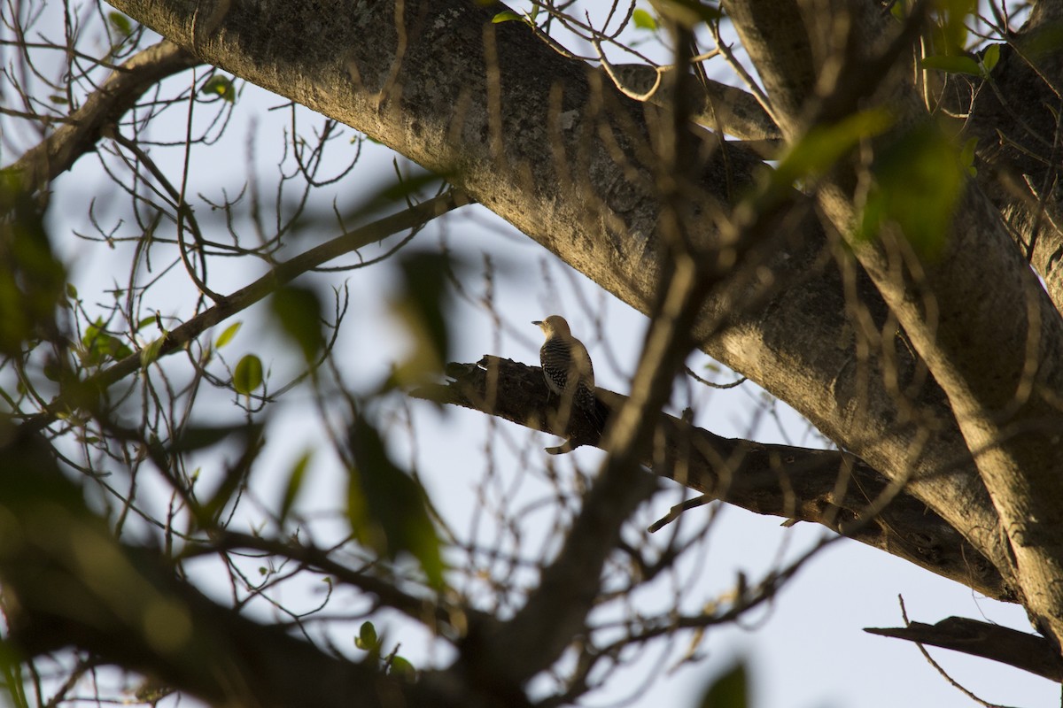 Red-bellied Woodpecker - ML646770586