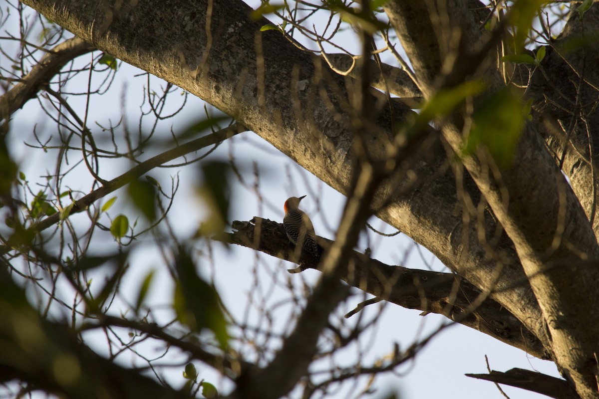 Red-bellied Woodpecker - ML646770587