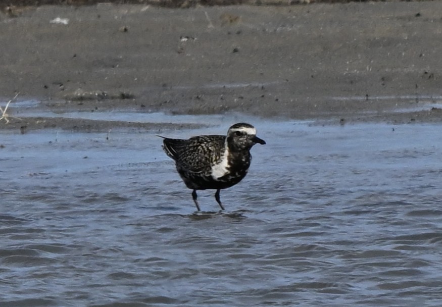 Pacific Golden-Plover - ML646770592