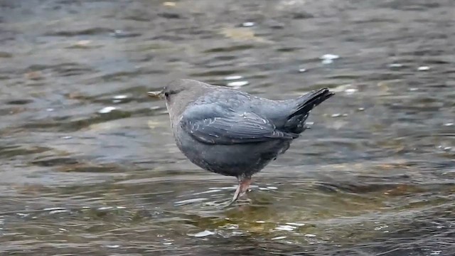 Серая оляпка - ML646770593