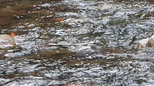 Серая оляпка - ML646770595