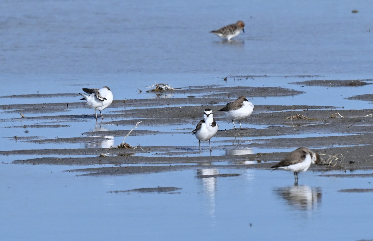 Kentish Plover - ML646770596