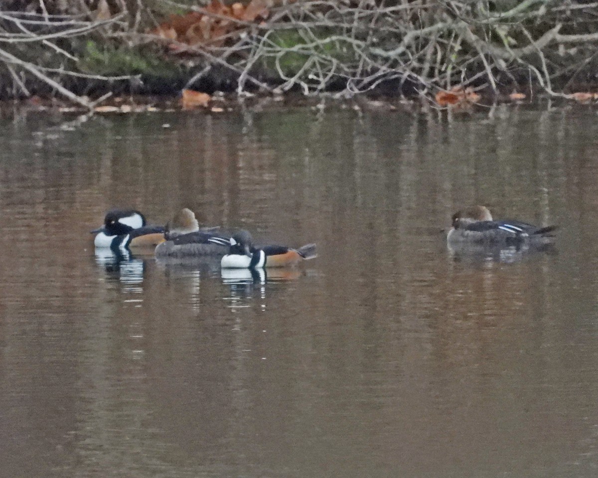 Hooded Merganser - ML646770598