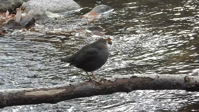 Серая оляпка - ML646770599