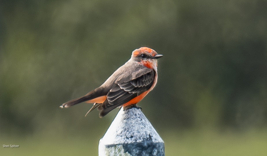 Vermilion Flycatcher - ML646770600
