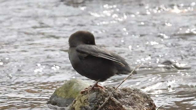 Серая оляпка - ML646770604