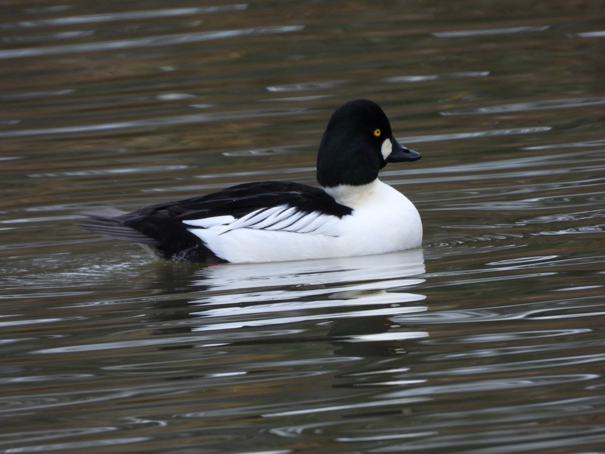 Common Goldeneye - ML646770605