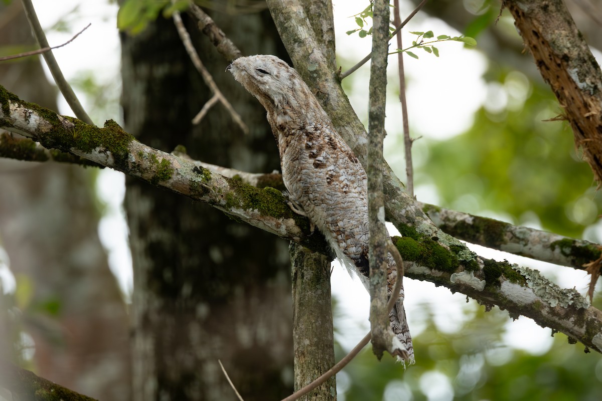 Great Potoo - ML646770606