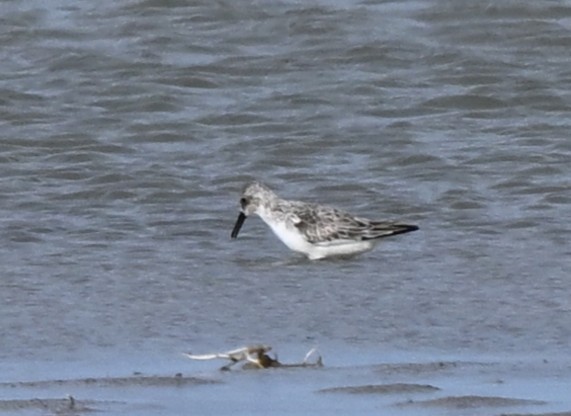 Broad-billed Sandpiper - ML646770607