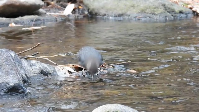 Серая оляпка - ML646770608