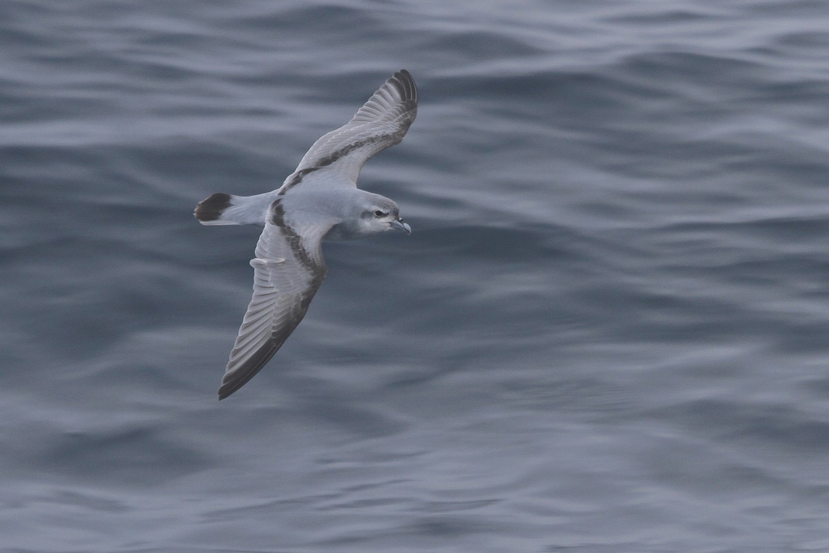 Fulmar Prion - Stephen Gast