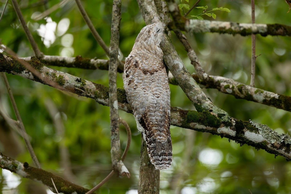 Great Potoo - ML646770610