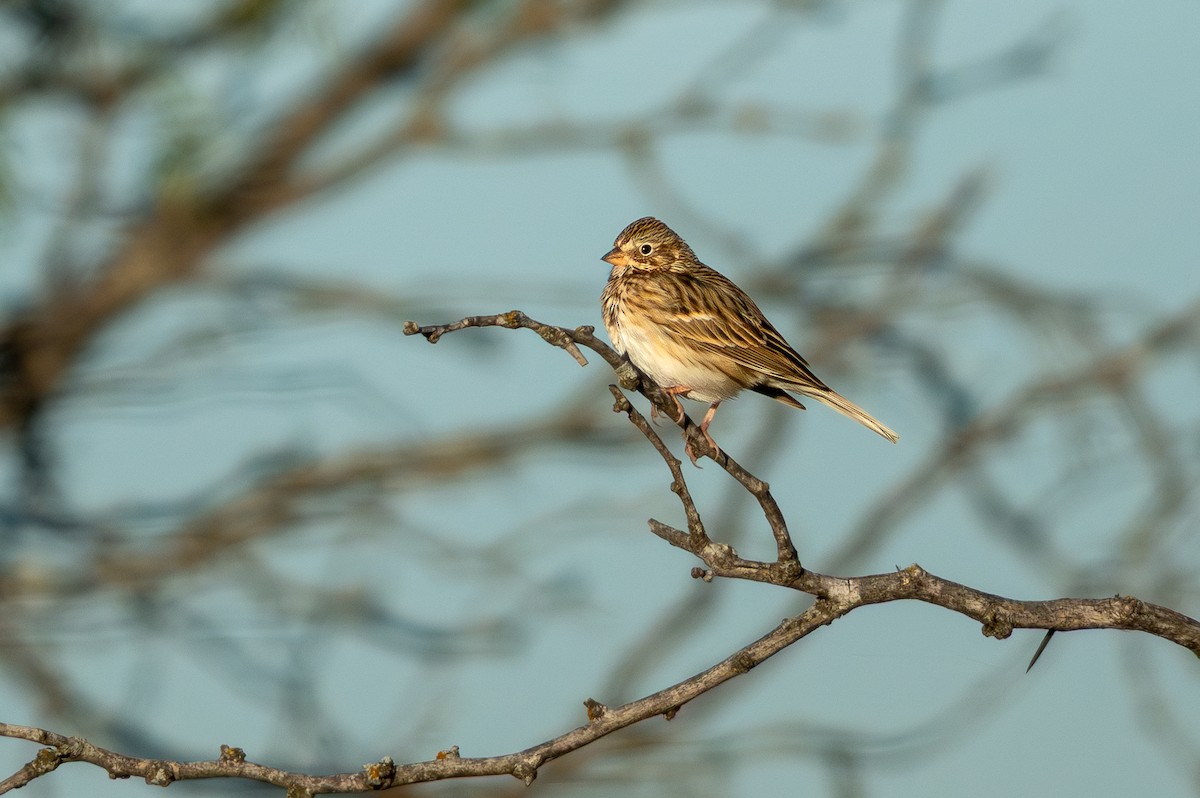 Akşamcı Serçe - ML646770611