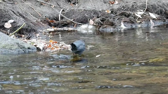 Серая оляпка - ML646770612