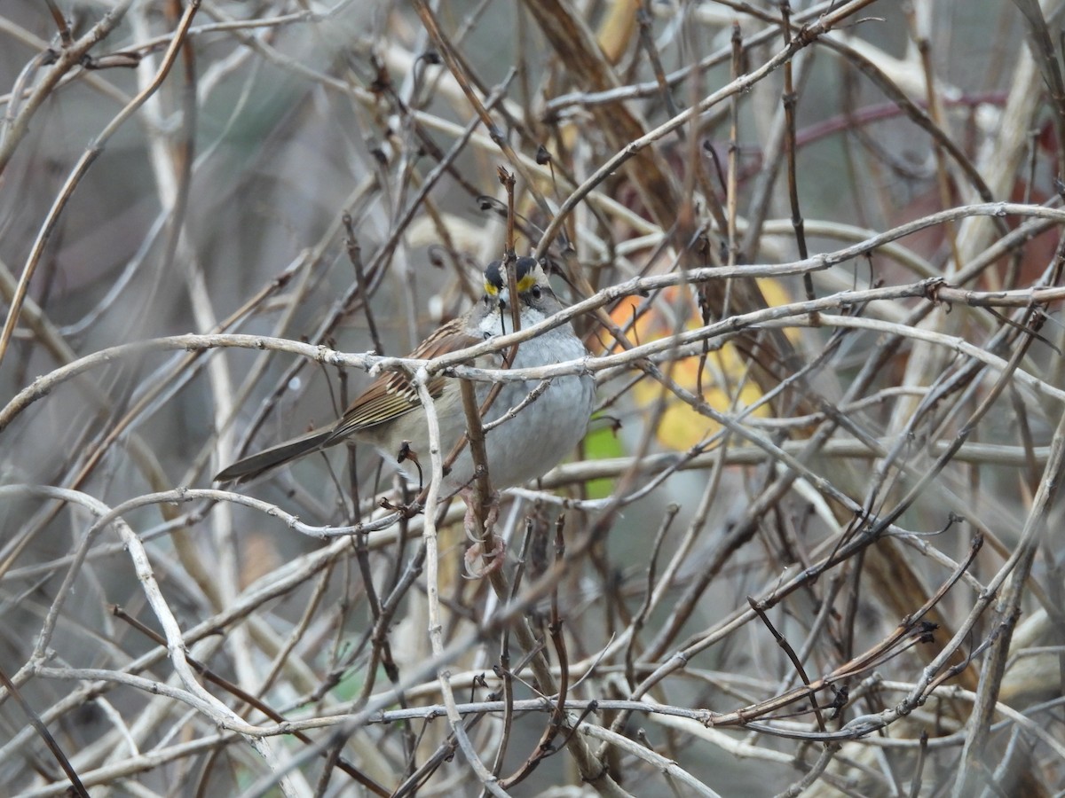 White-throated Sparrow - ML646770614