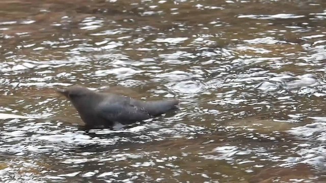 Серая оляпка - ML646770616