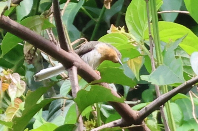 Apalis à gorge rousse - ML646770618