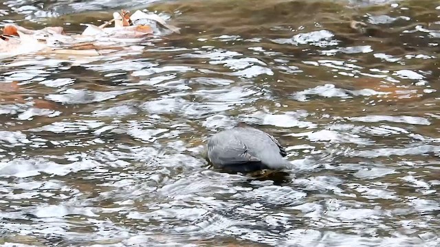 Серая оляпка - ML646770619