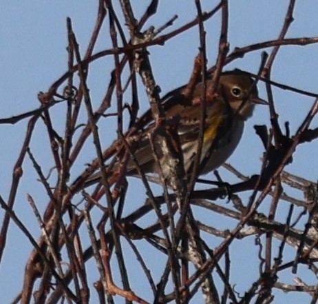 Reinita Coronada - ML646770620