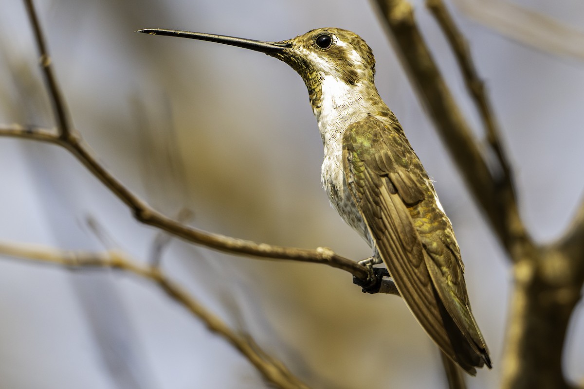 ムジボウシノドフサハチドリ - ML646770621