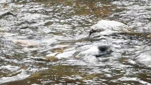 Серая оляпка - ML646770623