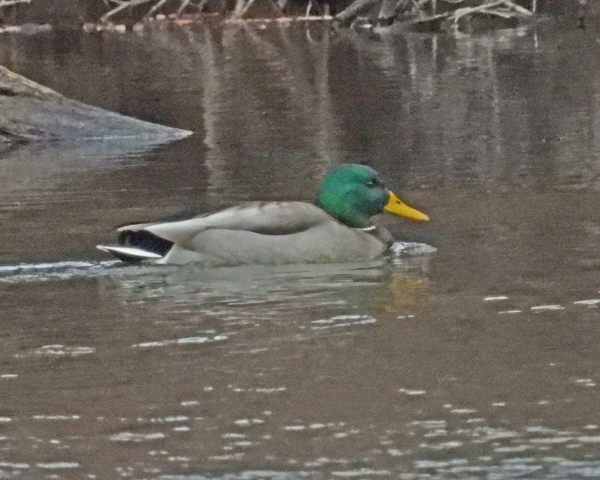 Mallard - ML646770624