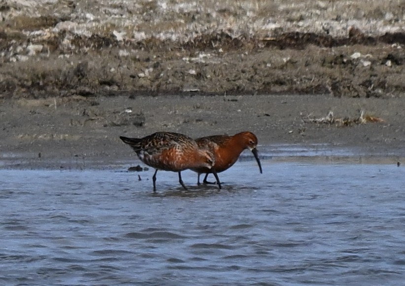 Curlew Sandpiper - ML646770625