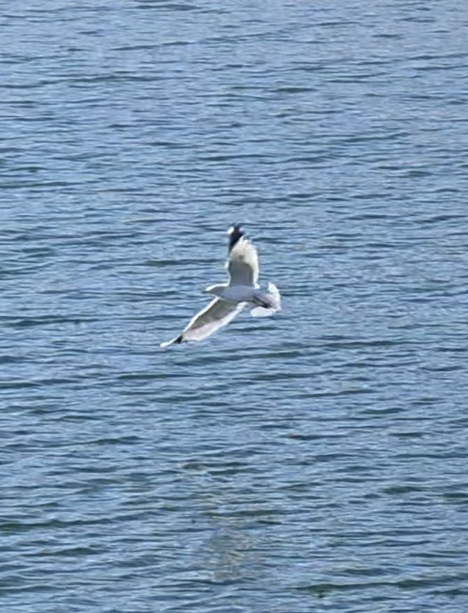 Ring-billed Gull - ML646770627