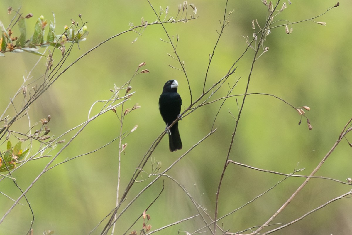 Sporophile crassirostre - ML646770629