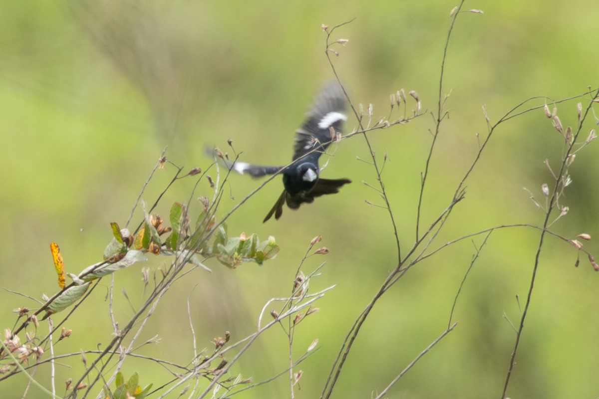 Sporophile crassirostre - ML646770631