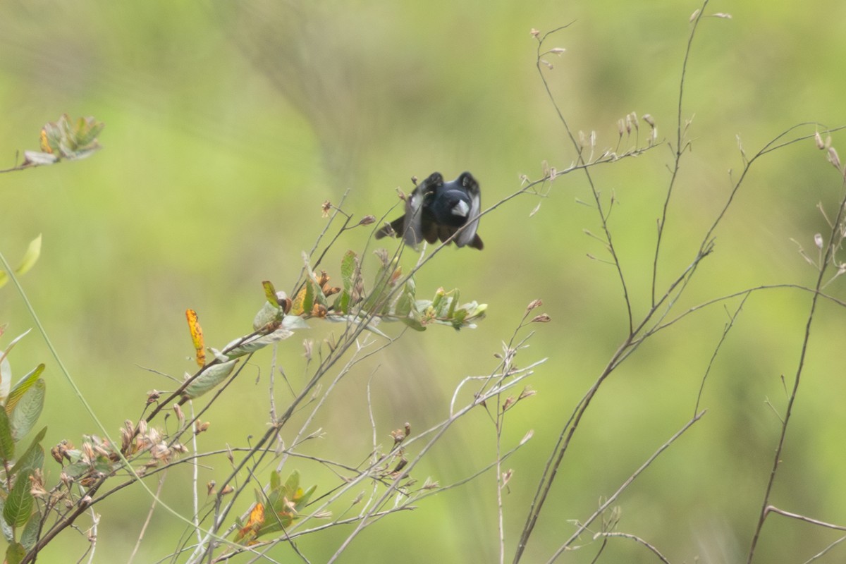 Sporophile crassirostre - ML646770632