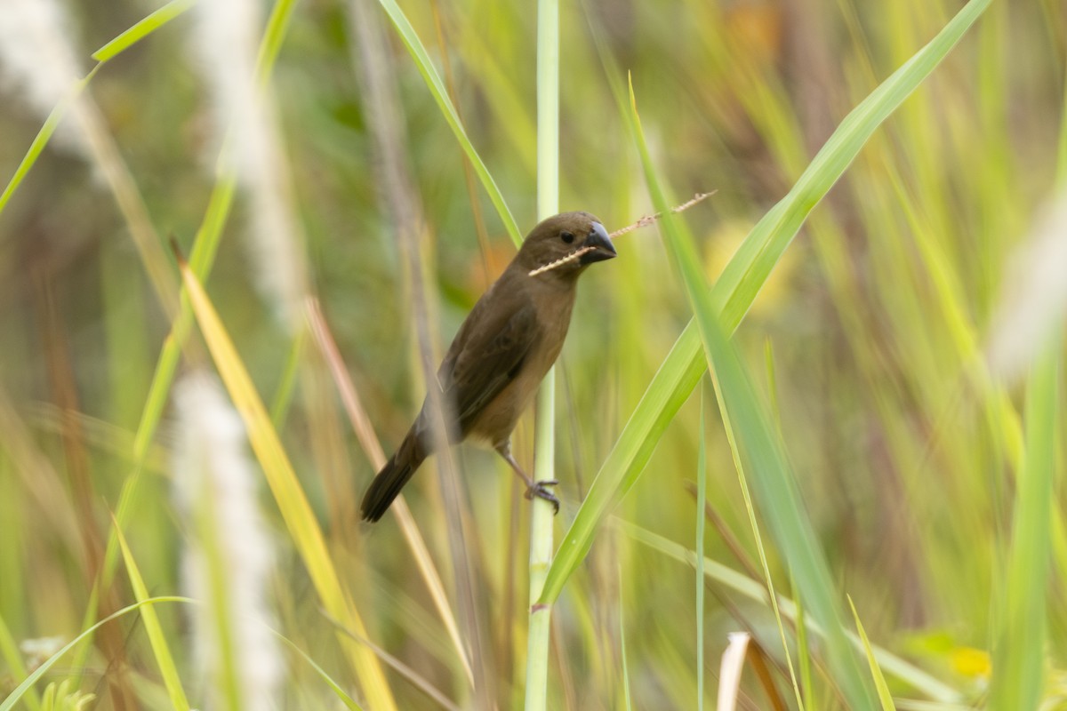 Sporophile crassirostre - ML646770633