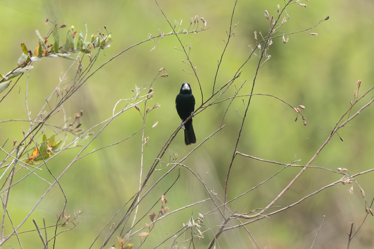 Sporophile crassirostre - ML646770634