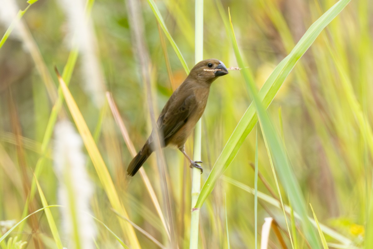 Sporophile crassirostre - ML646770635