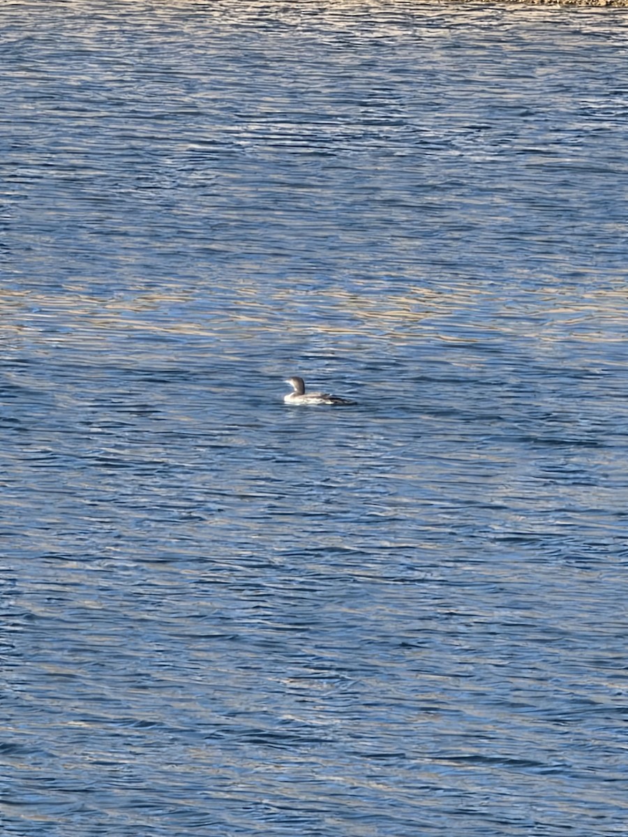 Common Loon - ML646770636