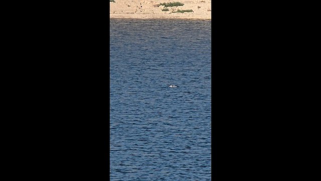 Черноклювая гагара - ML646770637