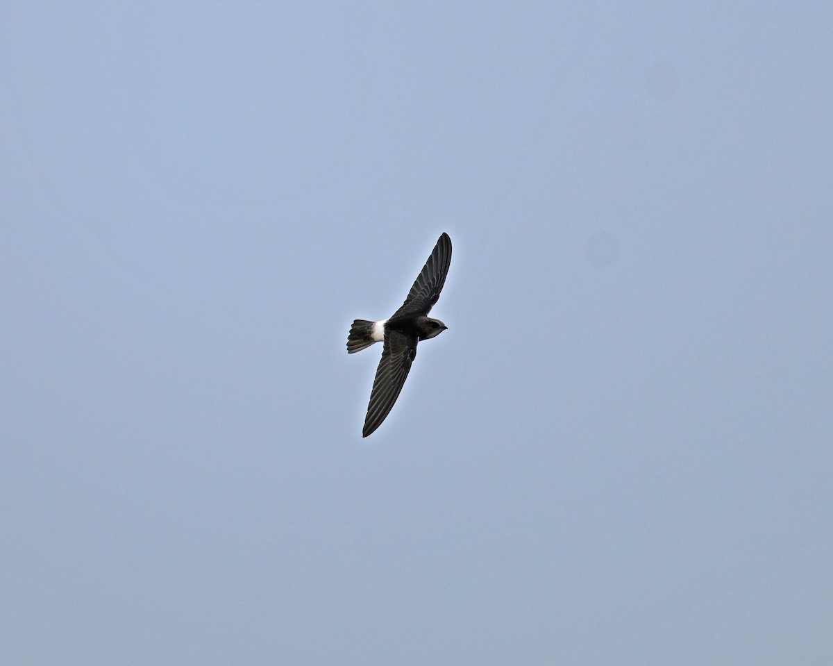 Little Swift - ML646770639