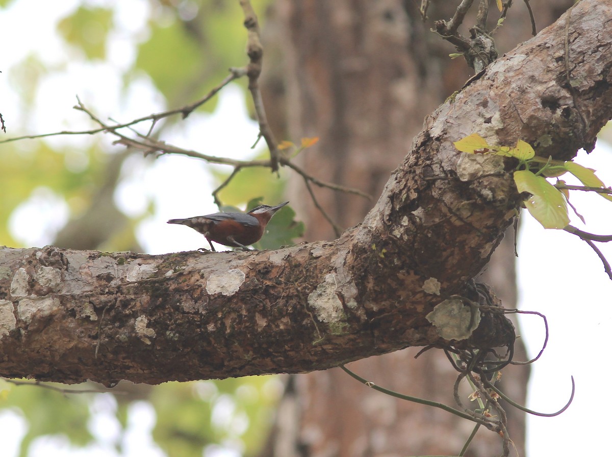 Zimtbauchkleiber - ML646770640