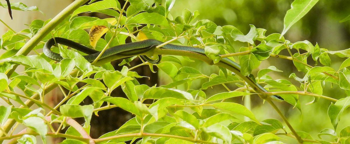 Reptiles - ML646770643