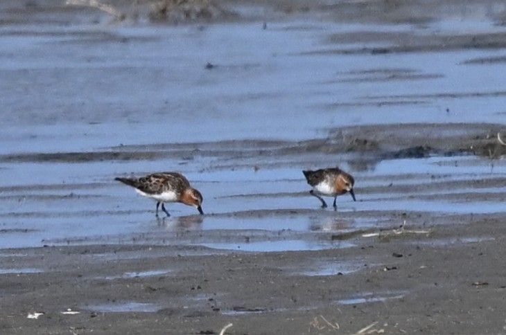 Red-necked Stint - ML646770646
