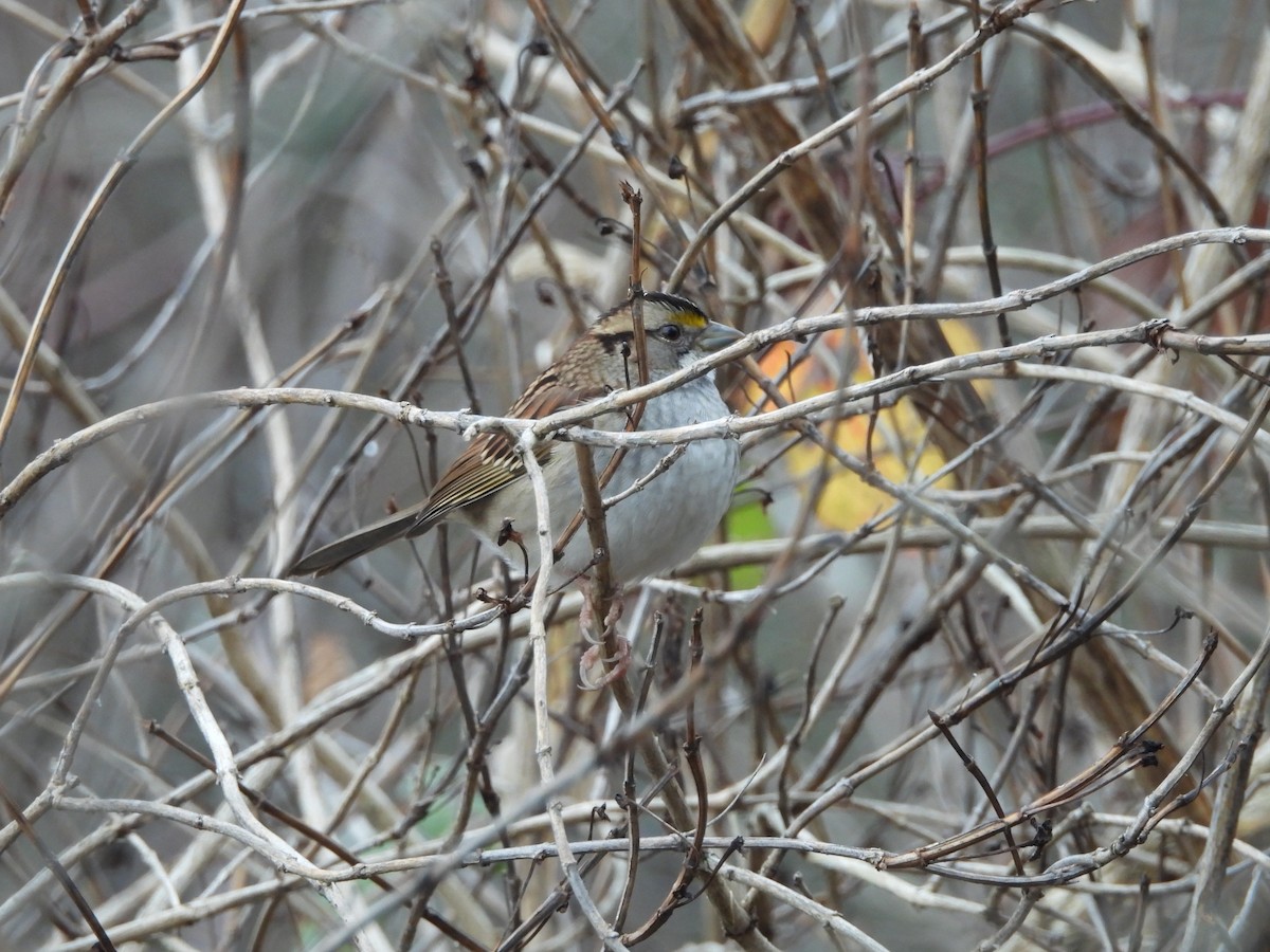 White-throated Sparrow - ML646770647