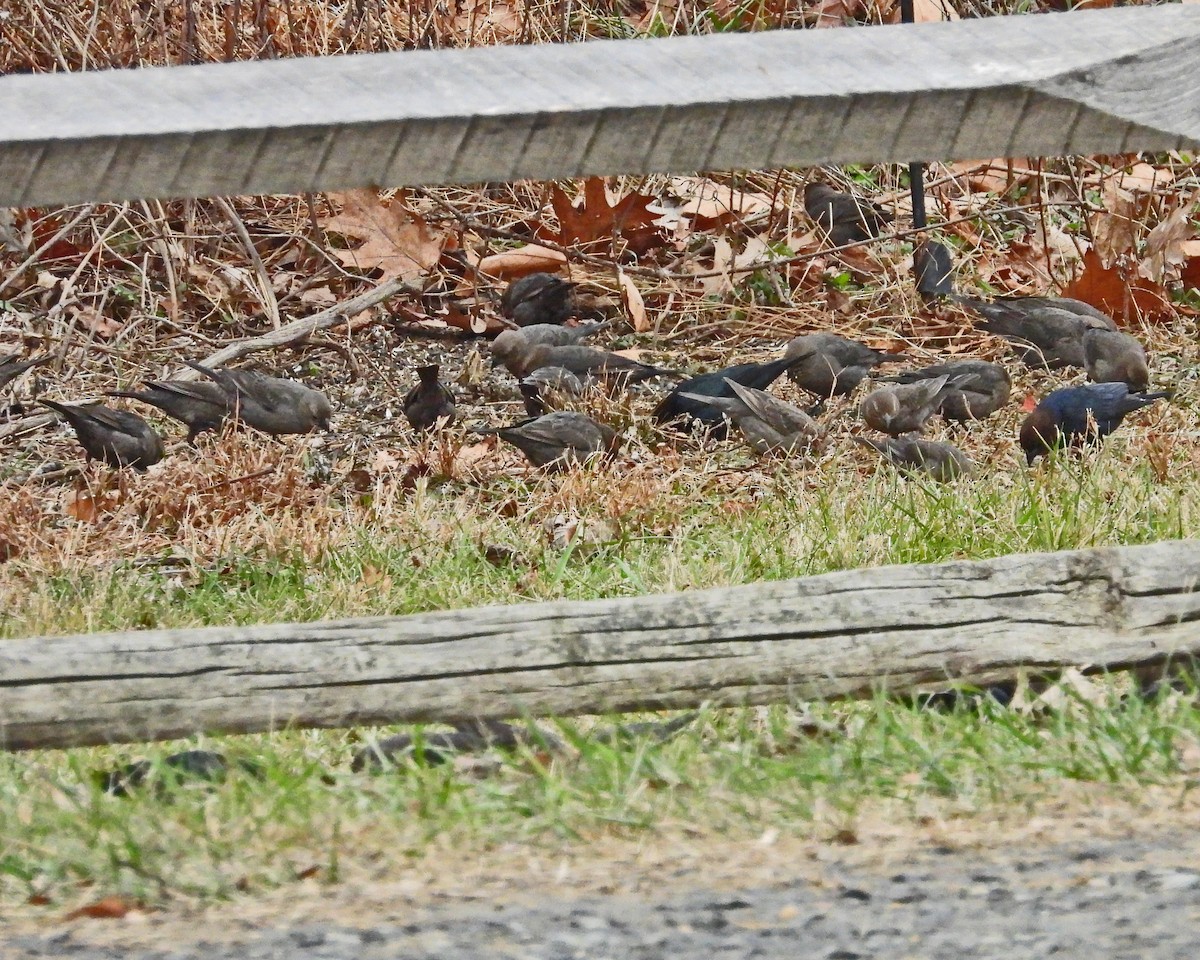 Brown-headed Cowbird - ML646770649