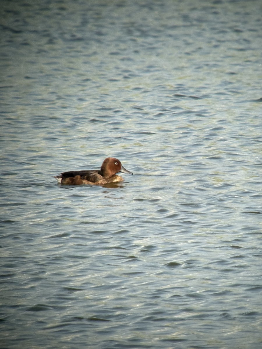 Ferruginous Duck - ML646770651