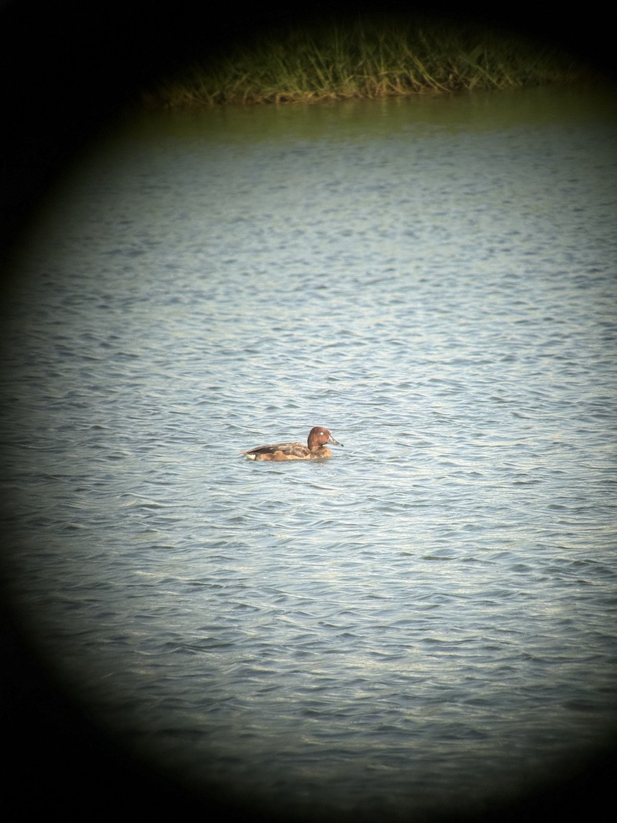 Ferruginous Duck - ML646770652