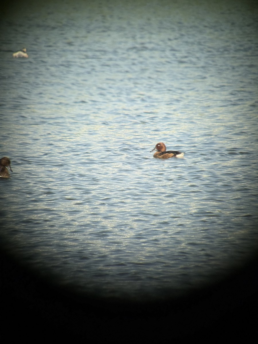 Ferruginous Duck - ML646770653