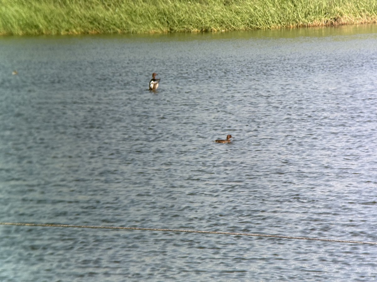 Ferruginous Duck - ML646770654