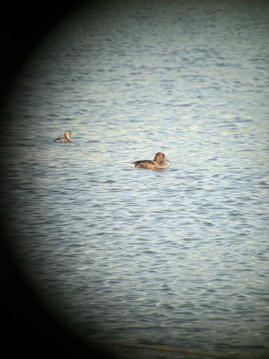 Ferruginous Duck - ML646770655