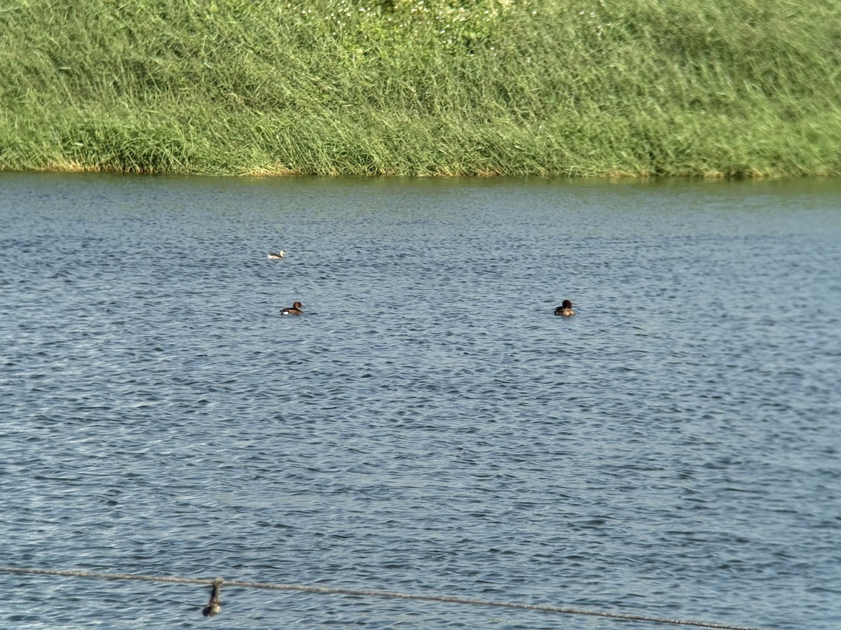 Ferruginous Duck - ML646770656